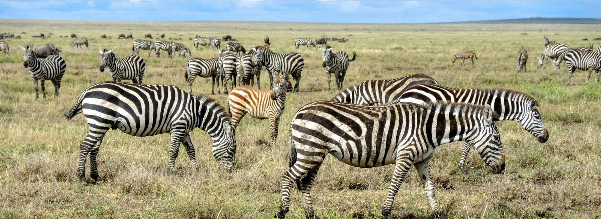 Tanzania Safaris