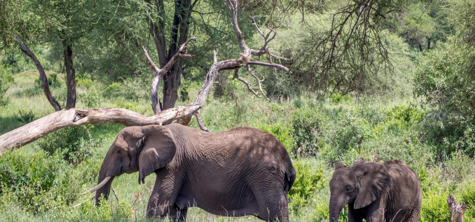 Serengeti Ngorongoro und Sansibar Safari