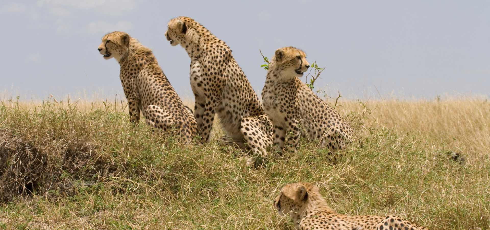 Tansania Safari