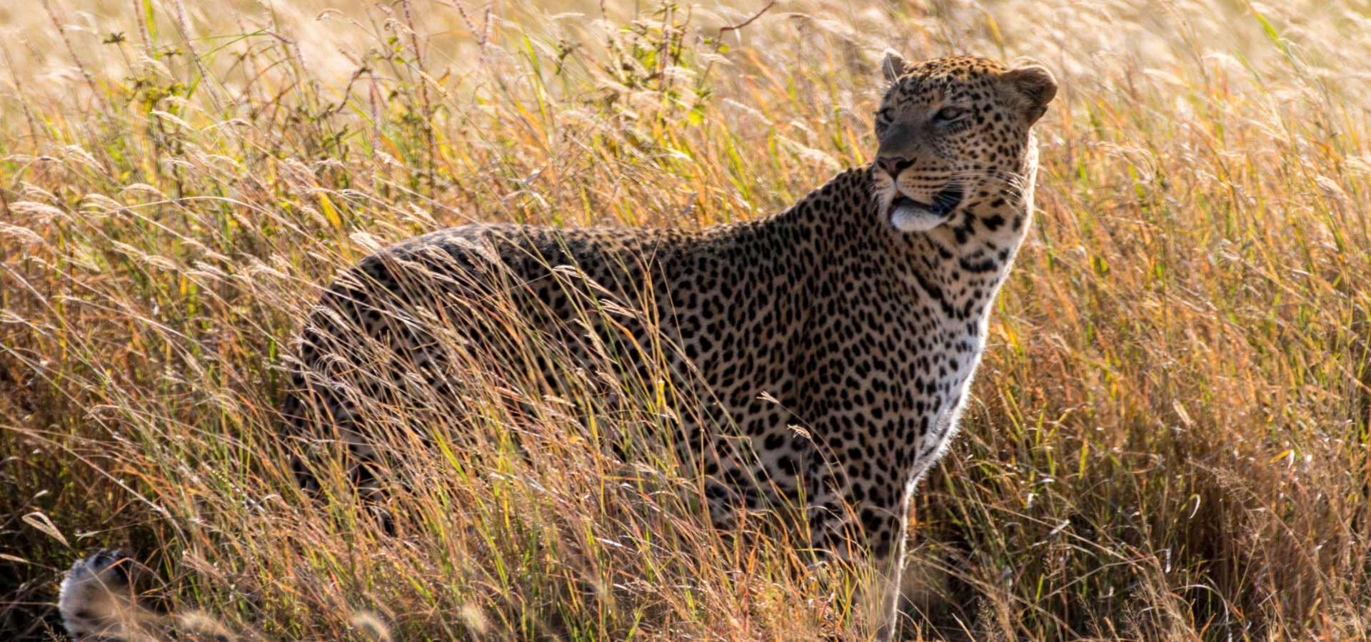 Tansania Safari und Sansibar Badeurlaub