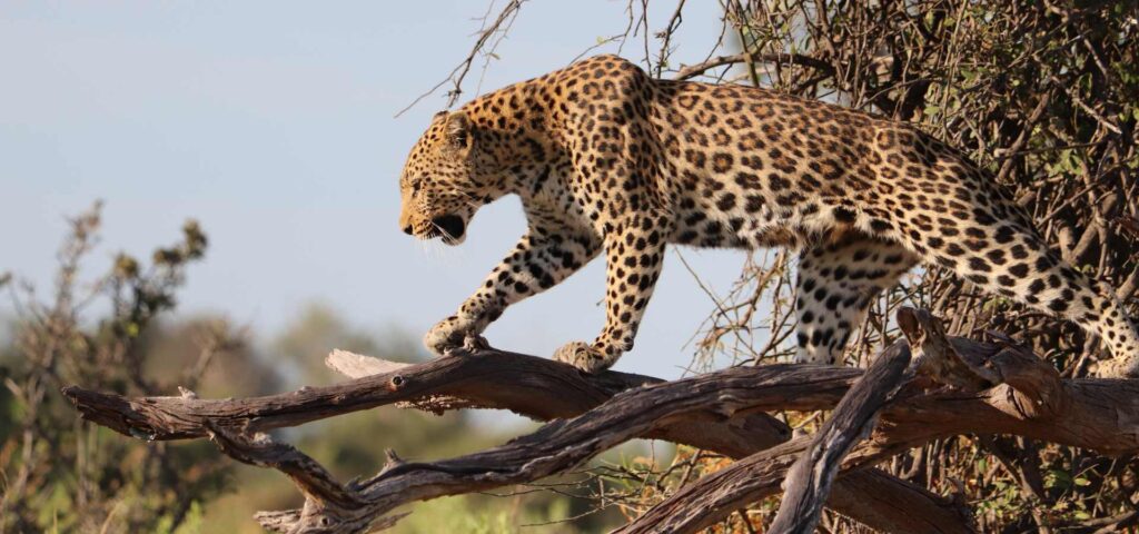 7-Day Ultimate Northern Tanzania Big Five Safari