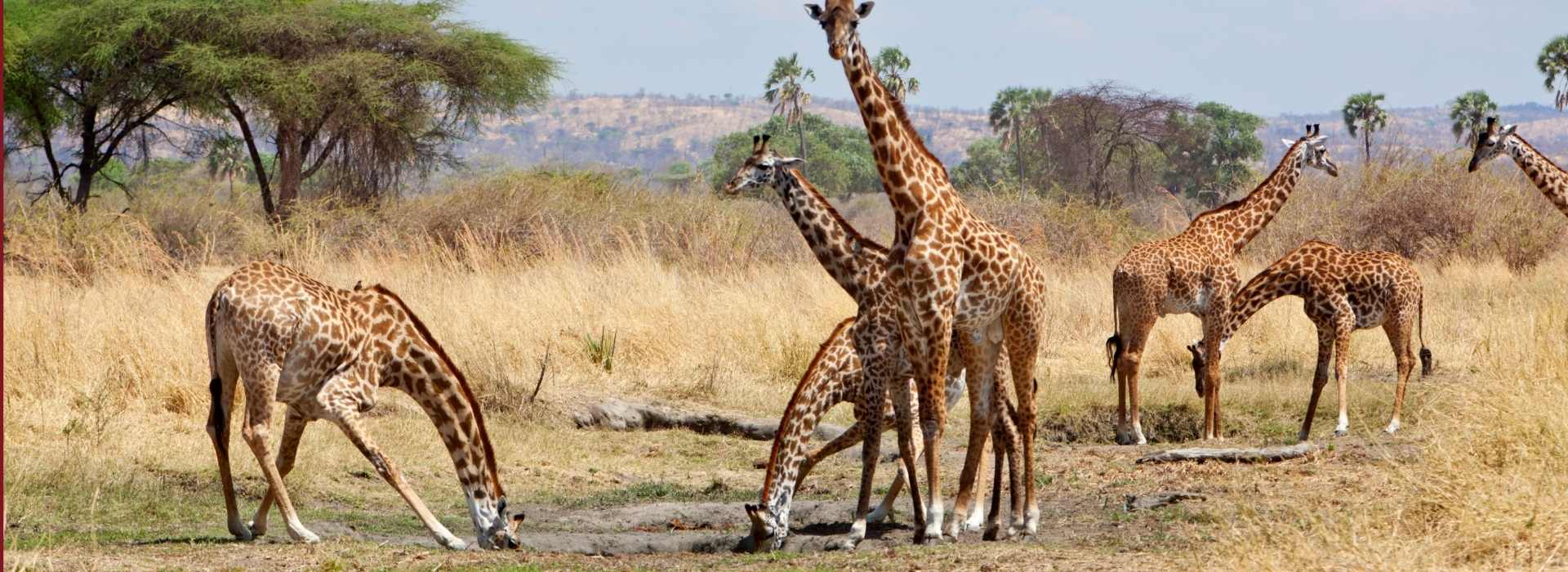 8 Days Ruaha and Nyerere Safari