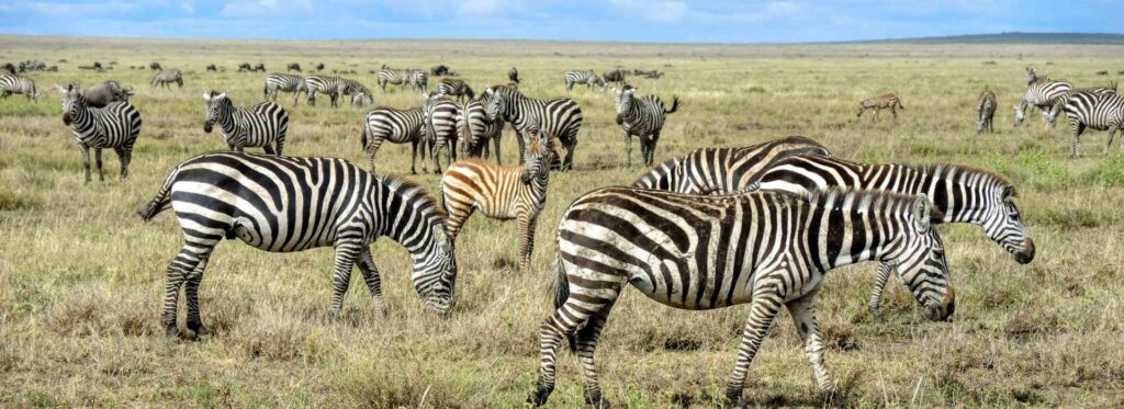 6 Days Best of Northern Tanzania Safari