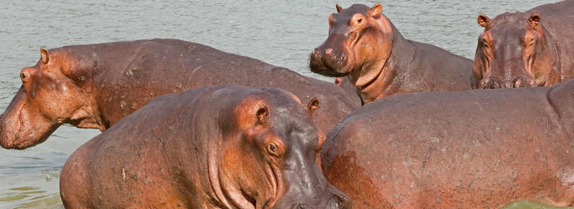 6 Days Southern Tanzania Safari