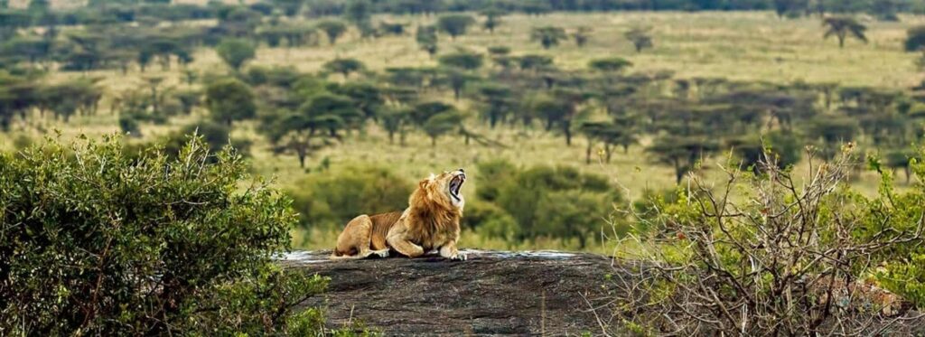 5 Days Serengeti and Ngorongoro Safari