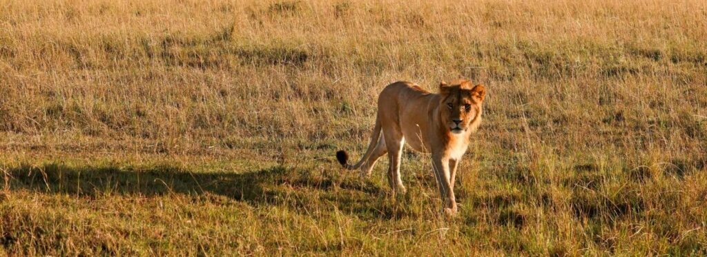 5 Days Tanzania Big Five Safari Package