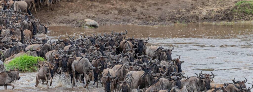 7 Days Serengeti Great Migration Safari
