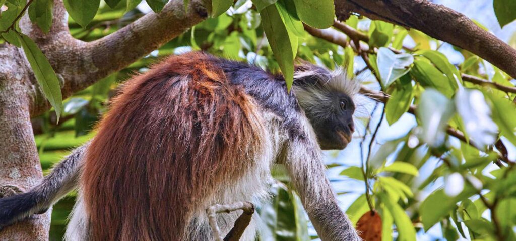 5 Days Zanzibar Culture and Beach Tour
