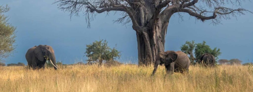 3 Days Tanzania Safari to Tarangire and Ngorongoro