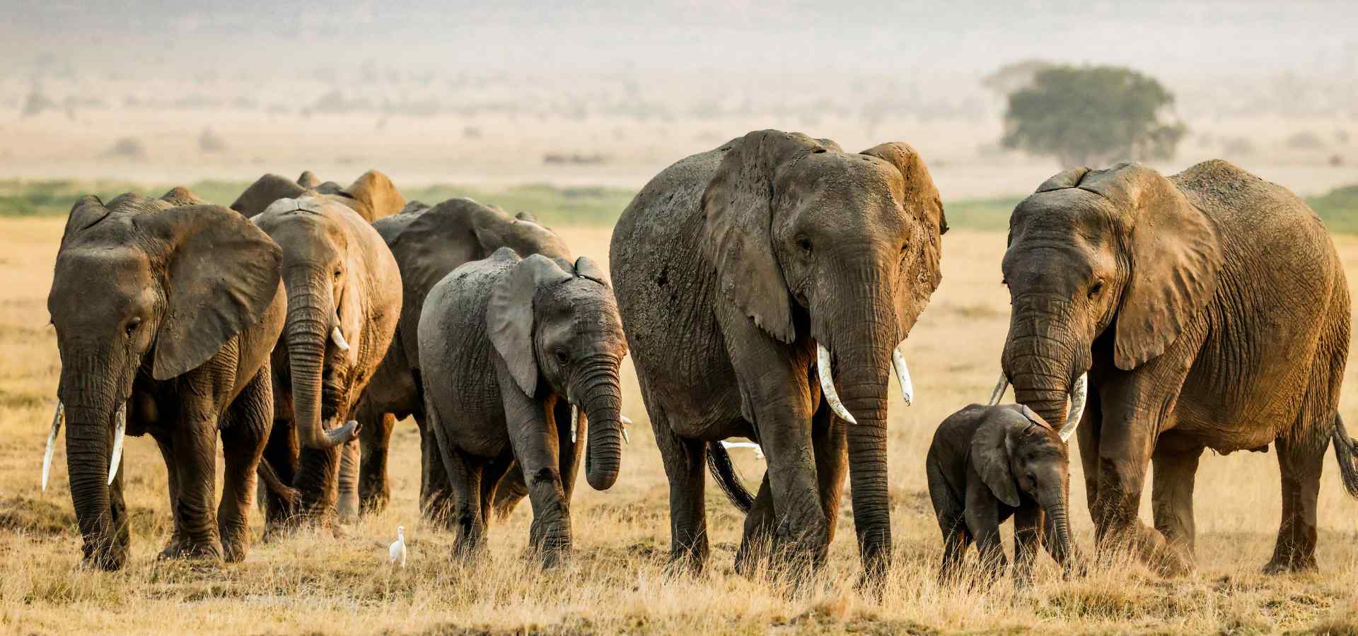 Elephant herds on Tanzania safari