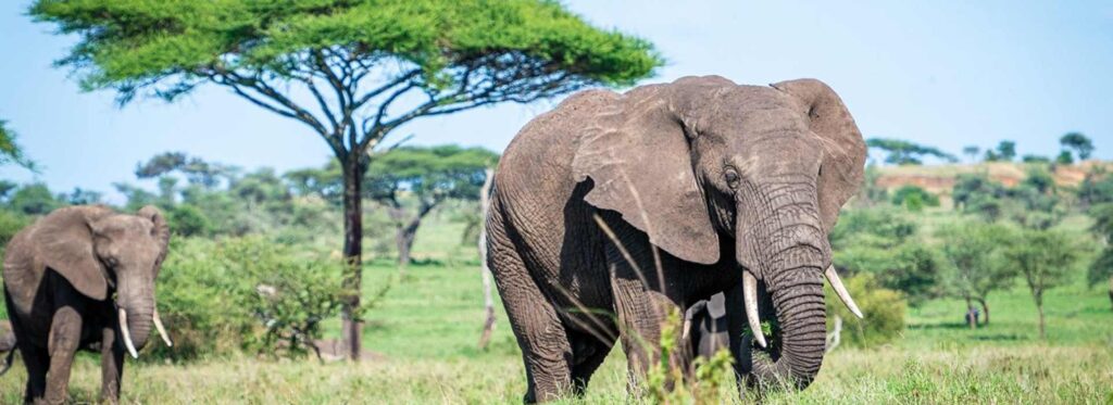 4 Days Northern Tanzania Safari