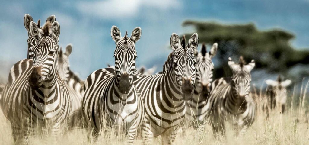 Kompakte Tansania Safari für Einsteiger