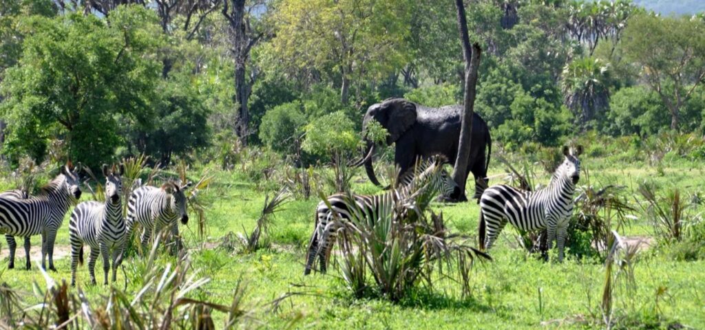 Nyerere National Park (Selous) Day Trip