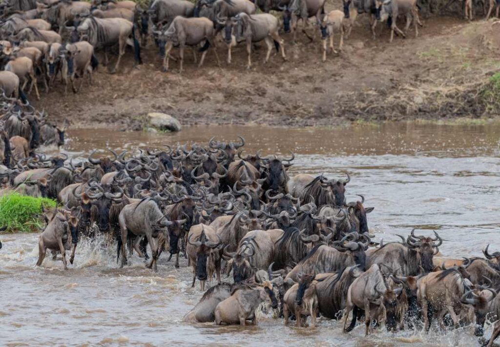 Serengeti Great Migration Safaris