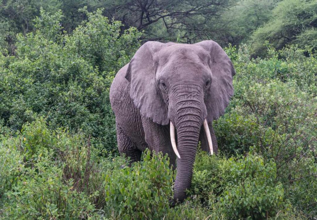 Big Five Safaris