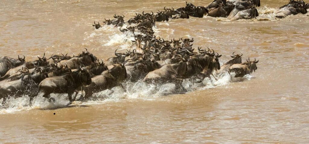 8-Day Mara River Crossing Safari