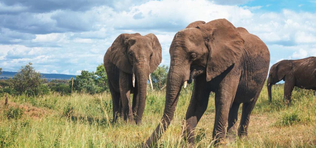 Tarangire National Park Day Safari
