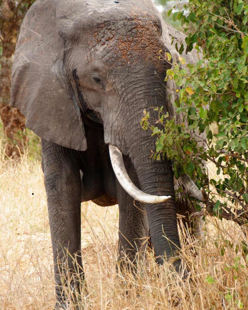 Big Five Safaris
