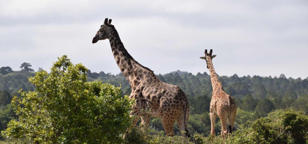 Arusha National Park Day Safari