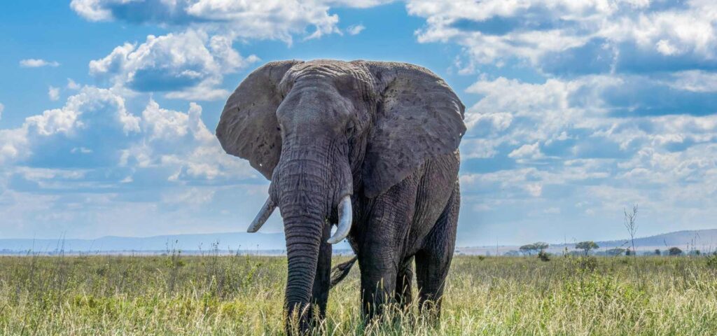 4-Day Tanzania Big Five Safari