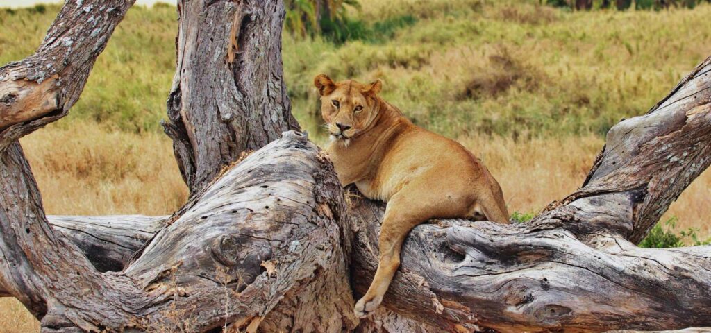 5-Day Serengeti, Ngorongoro and Tarangire Big Five Safari