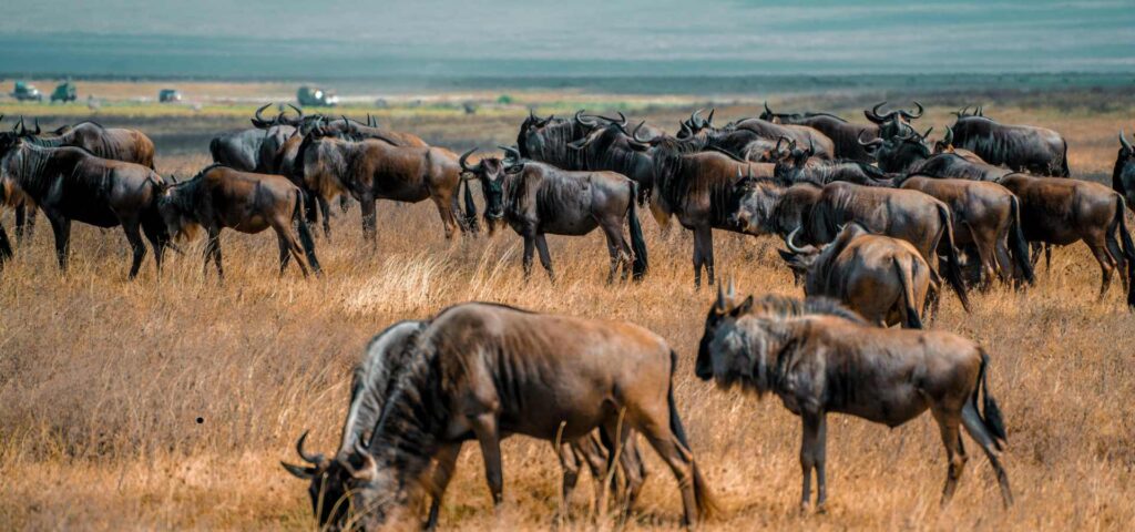 7-Day Classic Serengeti Great Migration Safari