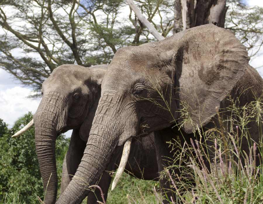 Serengeti vs Ngorongoro: Which Is Better?