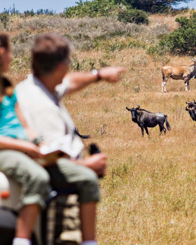 Family Safaris
