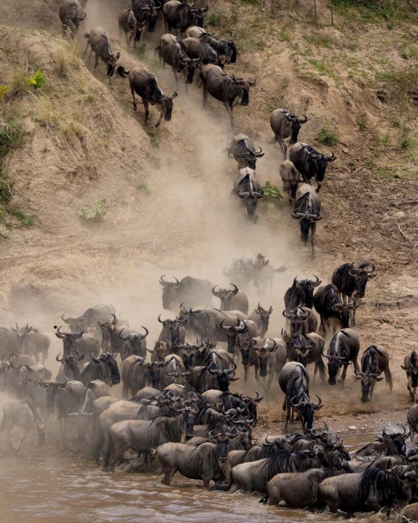 Serengeti Great Migration Safaris