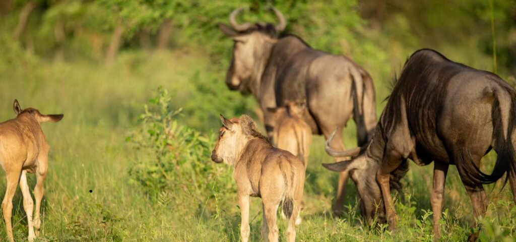 5-Day Ndutu Calving Season Safari