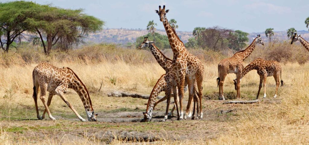 10-Day Ruaha, Nyerere, Mikumi and Udzungwa Safari