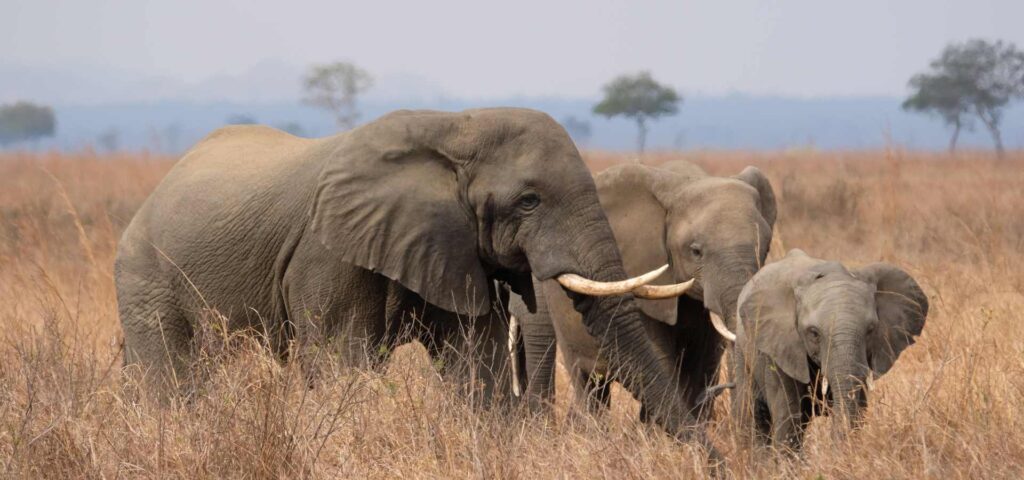 7-Day Nyerere, Mikumi and Ruaha Safari
