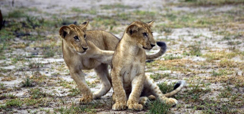 Tanzania Safari Packages