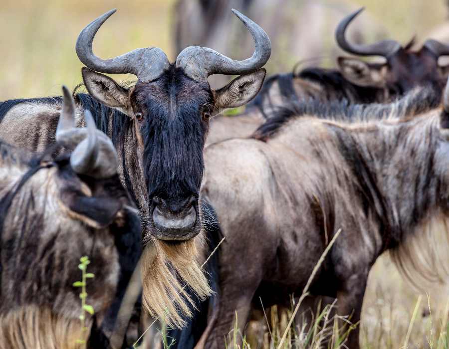 Best Time to See the Great Migration in Tanzania