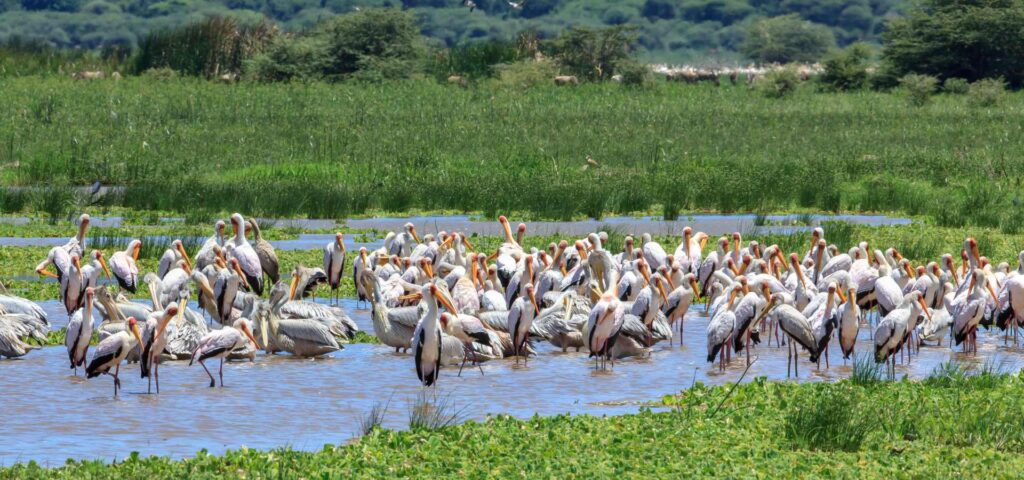 Lake Manyara National Park Day Safari