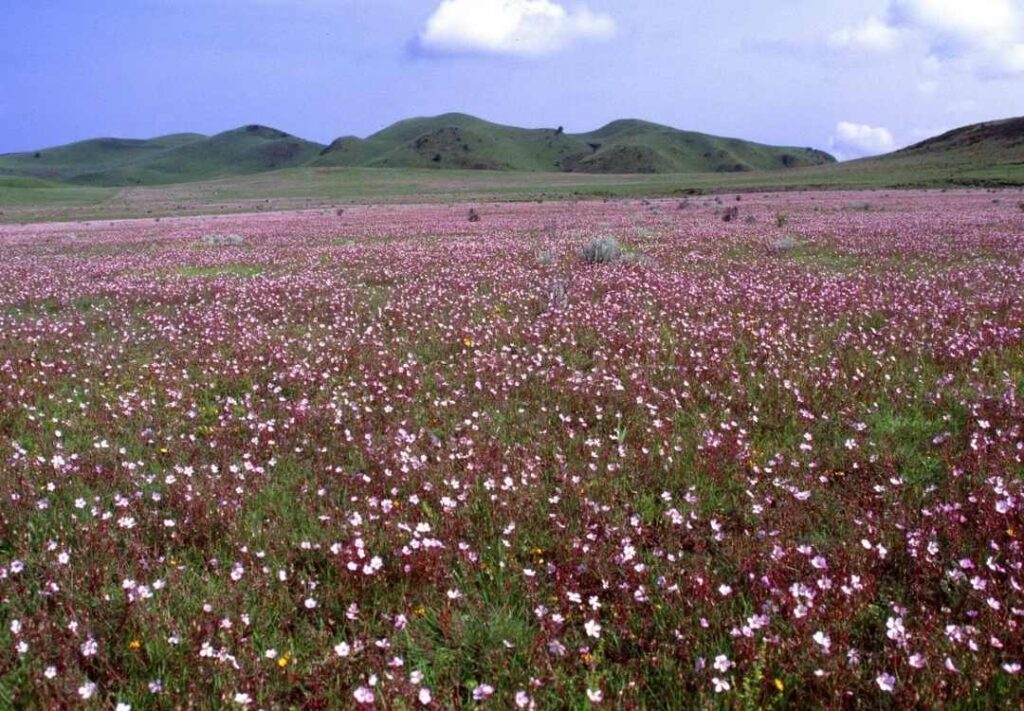 Explore Kitulo National Park: A Guide